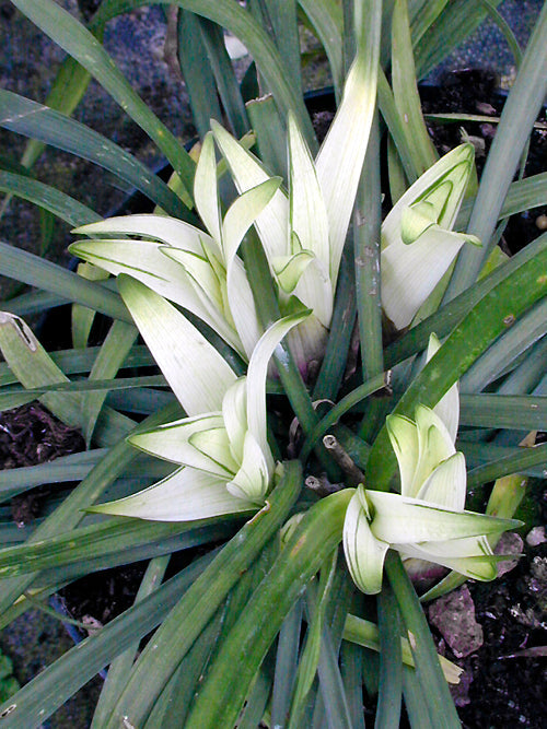 LIRIOPE MUSCARI 'OKINA'