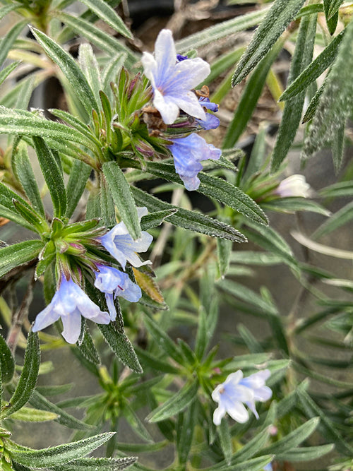 LITHODORA ZAHNII