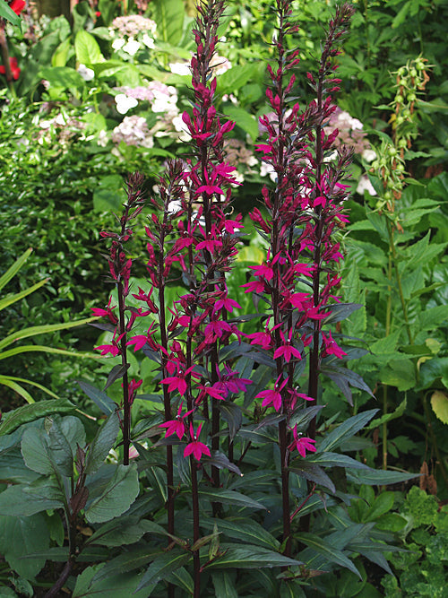 LOBELIA 'TANIA'S SISTER'