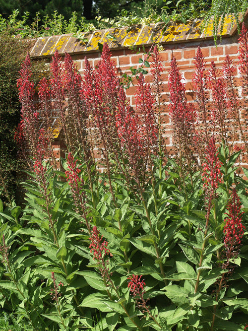 LOBELIA TUPA ex JCA 12527