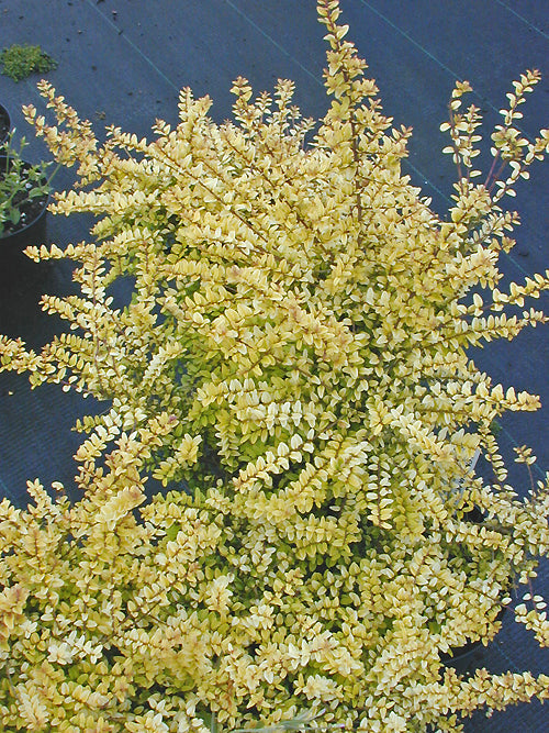 LONICERA NITIDA 'BAGGESEN'S GOLD' – Cotswold Garden Flowers