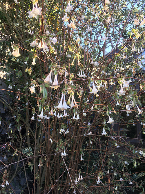 LONICERA ELISAE – Cotswold Garden Flowers