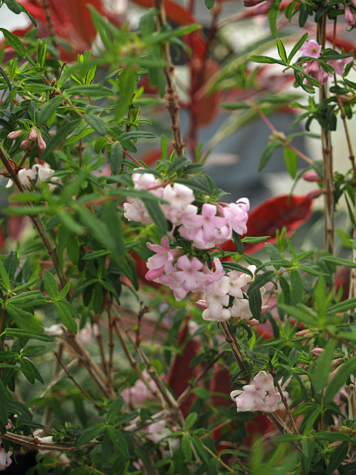 LONICERA SYRINGANTHA