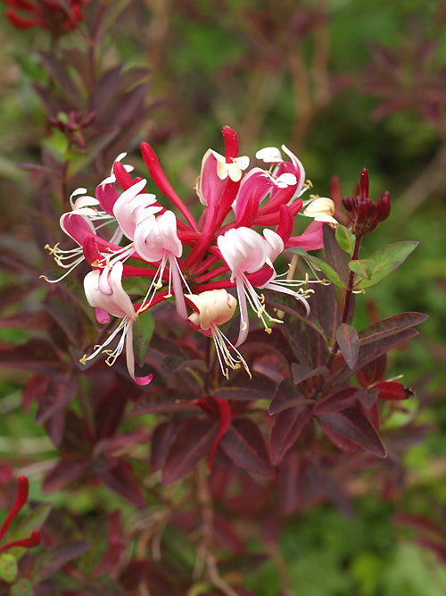 LONICERA PERICLYMENUM 'RED GABLES' – Cotswold Garden Flowers