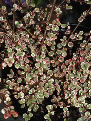 LOPHOMYRTUS x RALPHII 'LITTLE STAR'