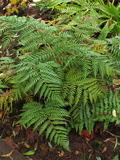 LOPHOSORIA QUADRIPINNATA