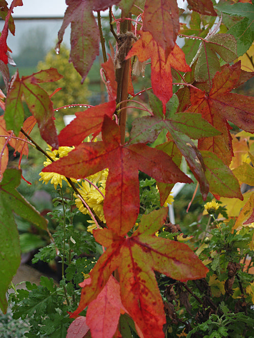 LIQUIDAMBAR STYRACIFLUA 'SLENDER SILHOUETTE'