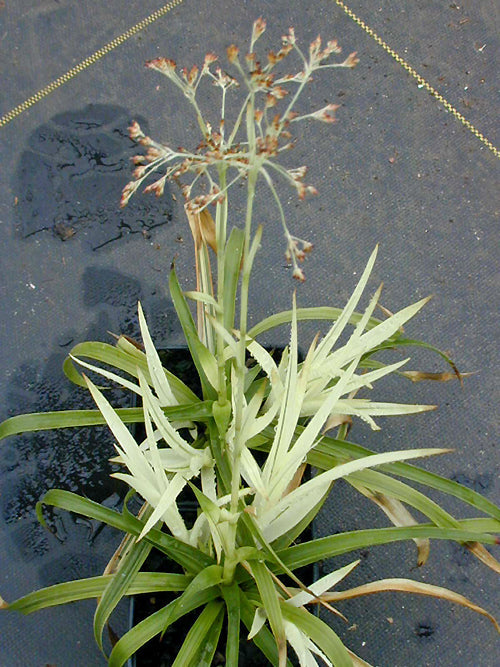 LUZULA SYLVATICA 'BEACON'S STREAKER'