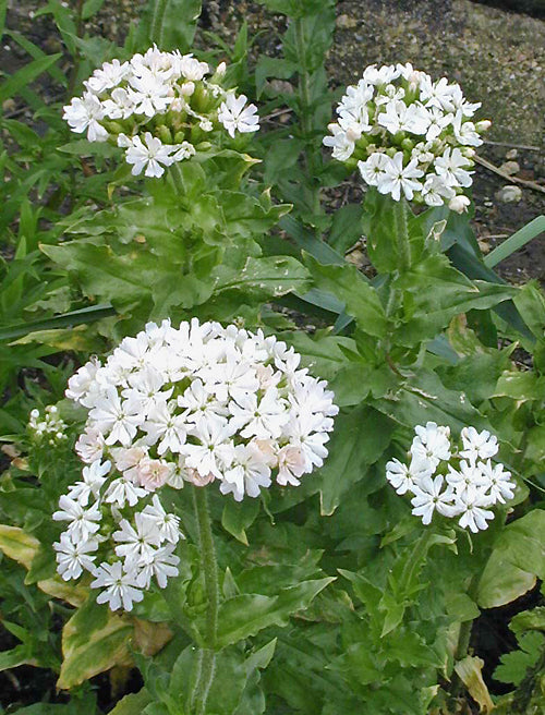 LYCHNIS CHALCEDONICA var.ALBIFLORA