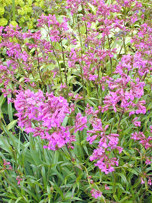 LYCHNIS VISCARIA 'FEUER'