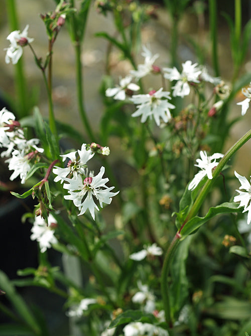 LYCHNIS FLOS-CUCULI 'WHITE ROBIN'