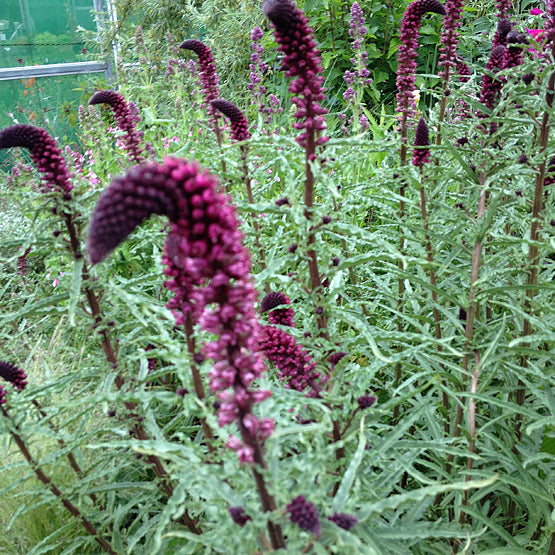 LYSIMACHIA ATROPURPUREA