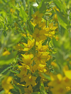 LYSIMACHIA PUNCTATA