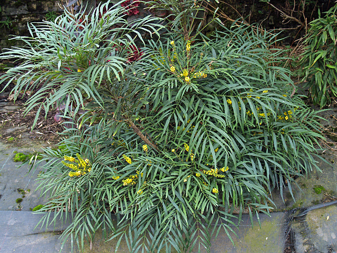 Mahonia eurybracteata 'Sweet Winter'