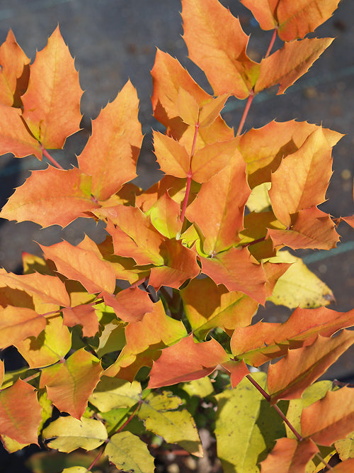 MAHONIA x WAGNERI 'MOSERI'