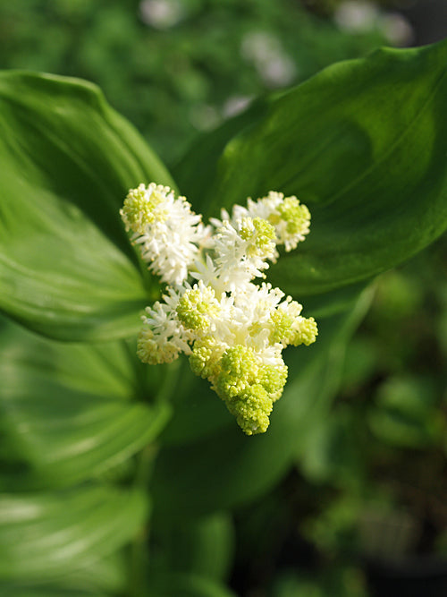 MAIANTHEMUM RACEMOSUM 'EMILY MOODY'