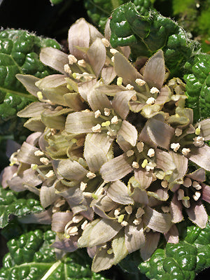 MANDRAGORA OFFICINARUM