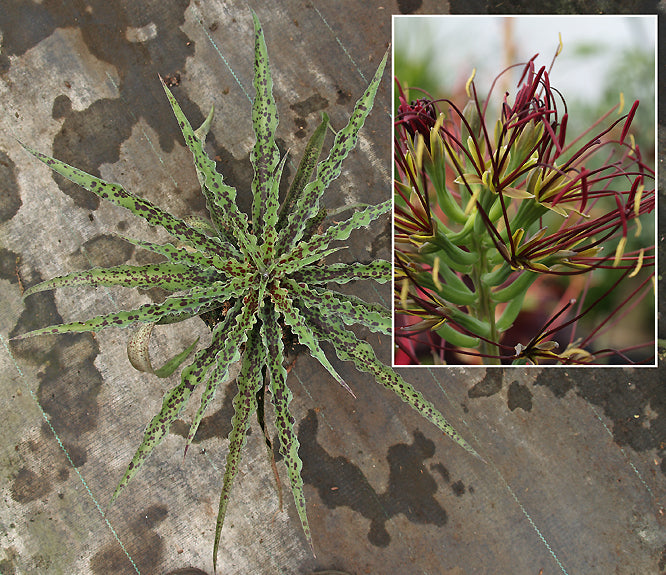 MANFREDA UNDULATA 'CHOCOLATE CHIP'