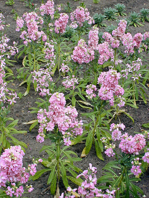 MATTHIOLA double pink annual