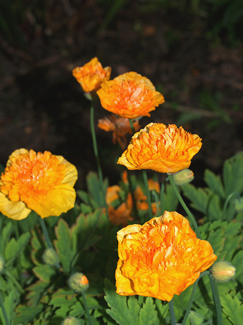 MECONOPSIS CAMBRICA 'ANNE GREENAWAY'