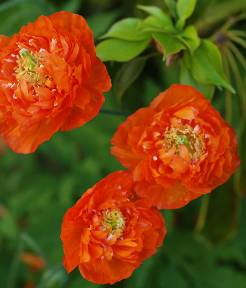 MECONOPSIS CAMBRICA double deep orange