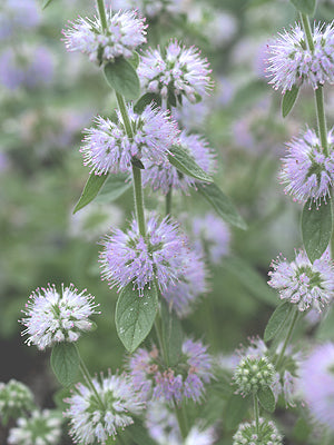MENTHA PULEGIUM SJ 2075