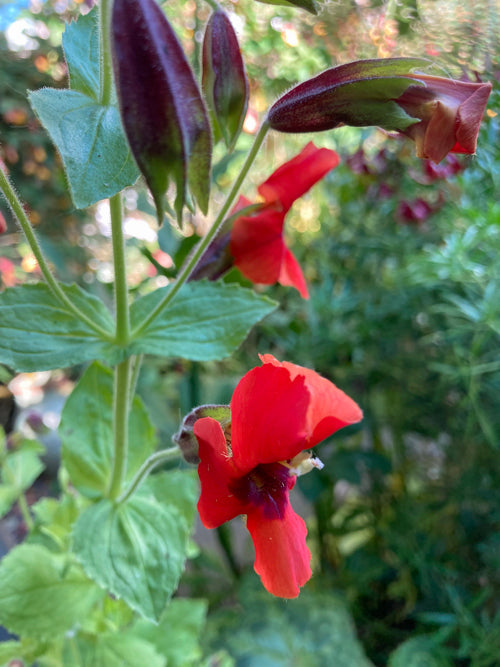 MIMULUS CARDINALIS