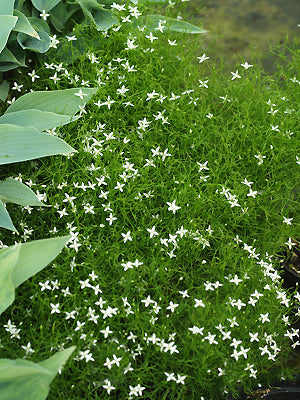 MOEHRINGIA MUSCOSA