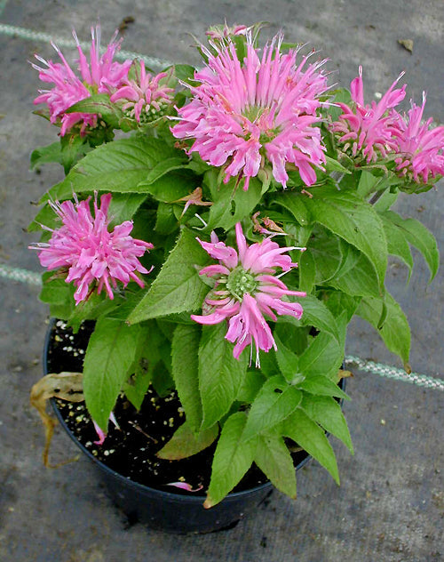 MONARDA 'PETITE WONDER'