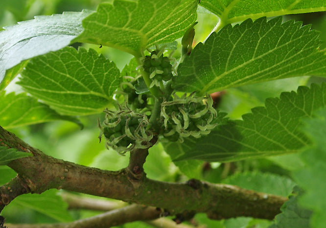 MORUS NIGRA