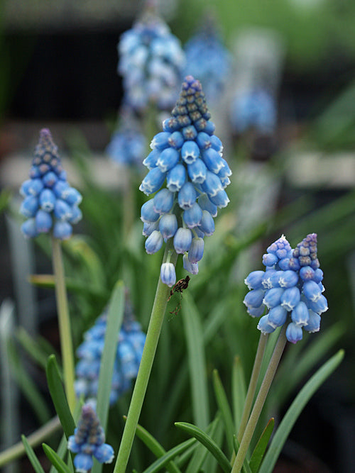 MUSCARI 'MEMORY OF GARY FISHER'