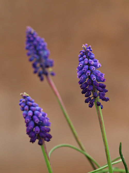 MUSCARI ANATOLICUM