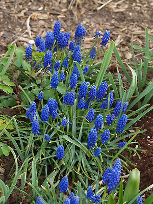 MUSCARI 'BIG SMILE'