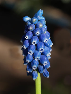 MUSCARI 'SKY BLUE'