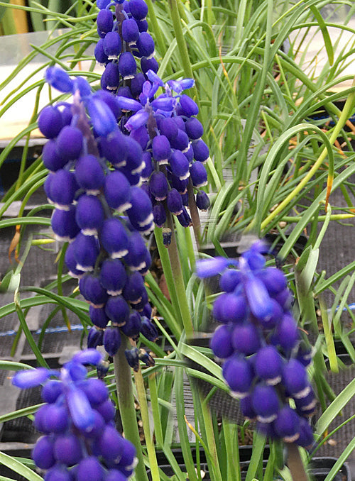 MUSCARI 'SUPERSTAR'