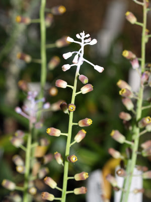 MUSCARI SPREIZENHOFERI
