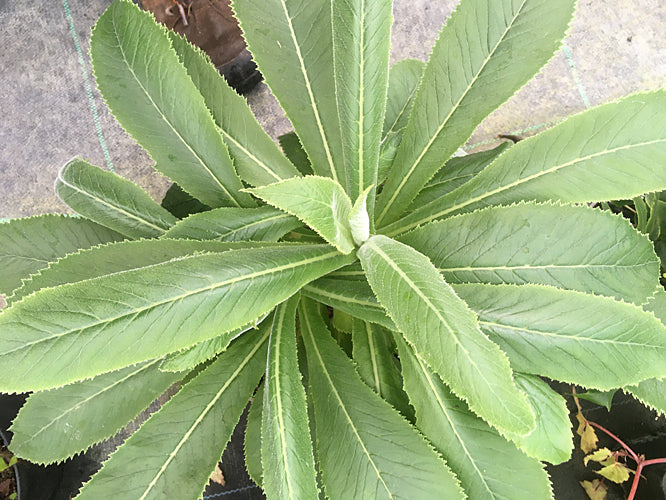 MUSSCHIA WOLLASTONII