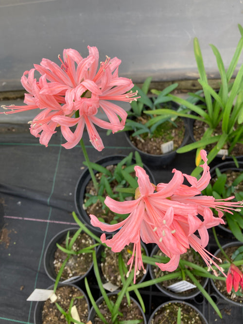 NERINE 'AUDREY'