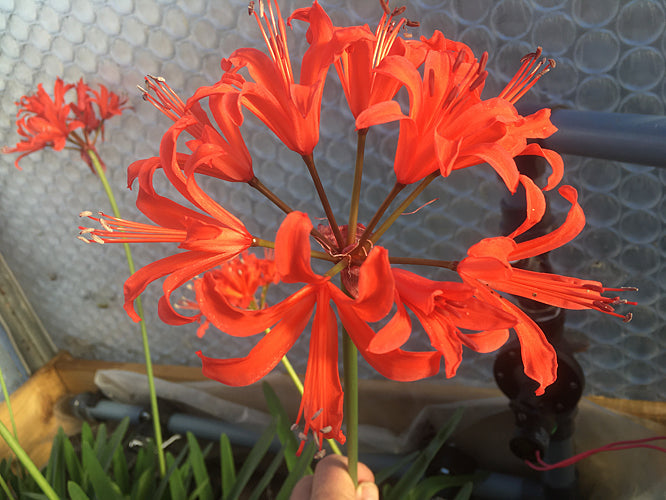 NERINE 'AFTERGLOW' 159