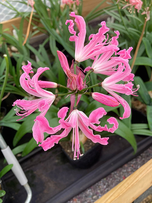 NERINE 'AQUILA'
