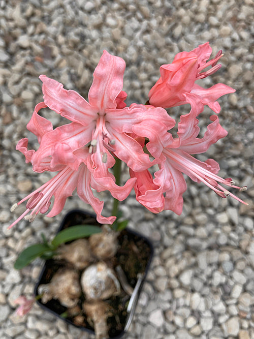 NERINE 'ASHMORE'