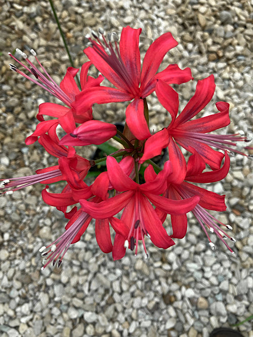 NERINE 'BACH' 171