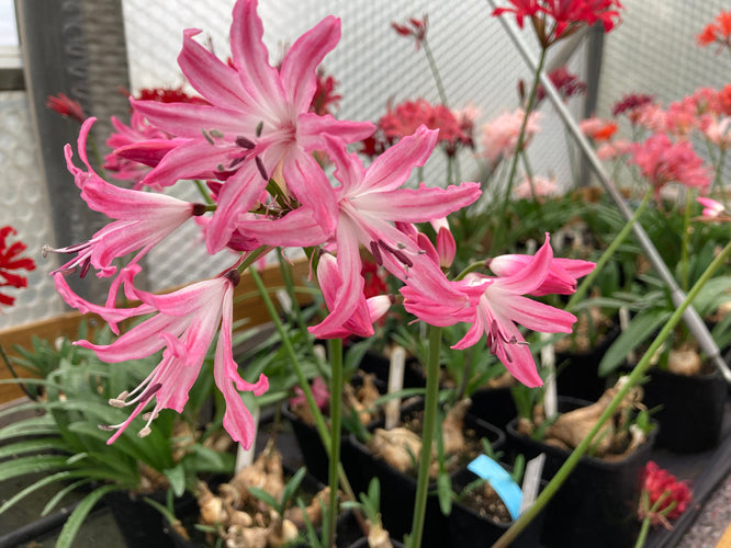 NERINE 'BELLADONNA' 37