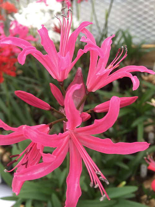 NERINE 'BETTINA' 38