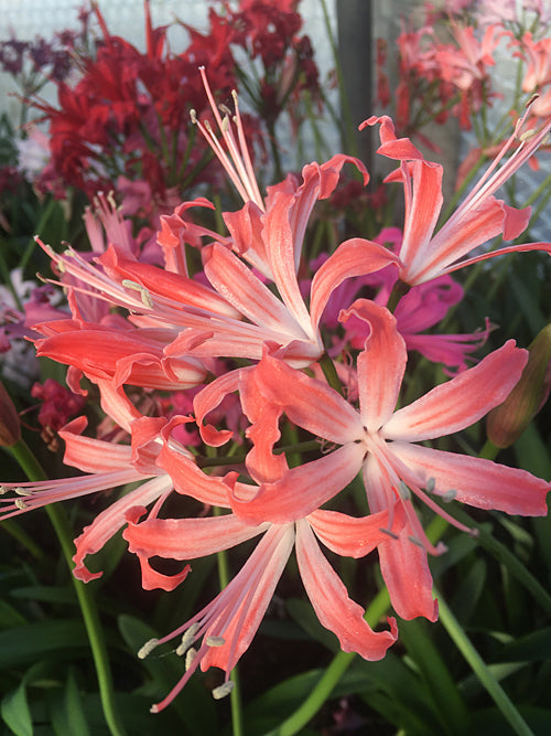 NERINE 'BRAHMS' 27