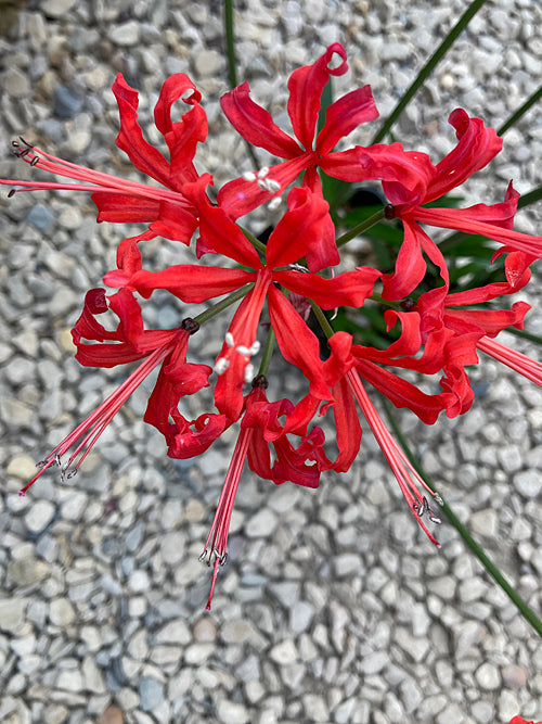 NERINE 'CATKIN' 40