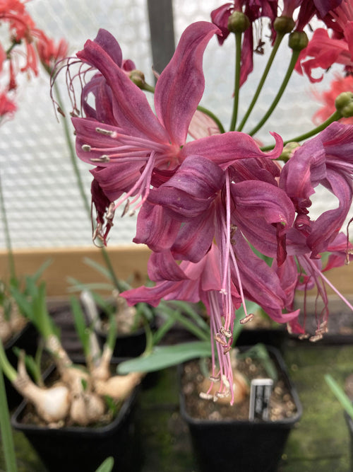 NERINE 'CARDINAL' 567