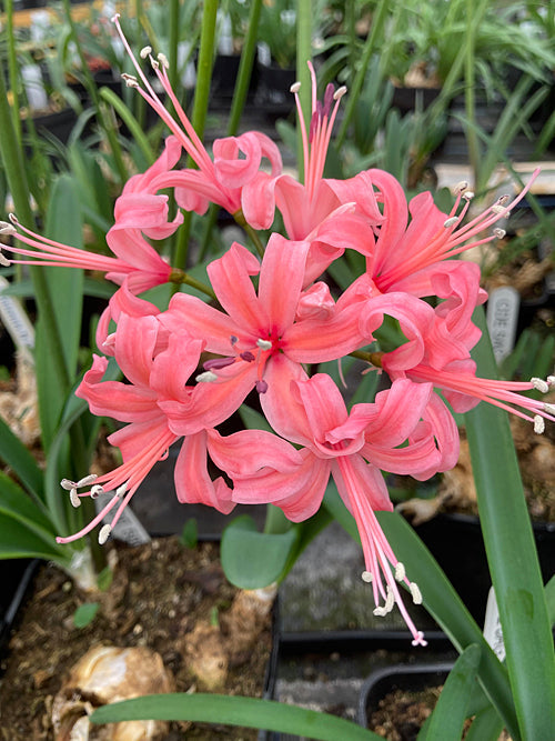 NERINE CDE 5AC
