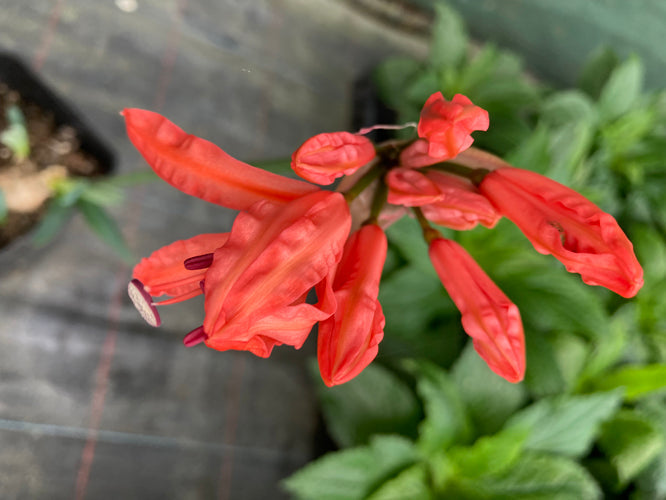 NERINE CDE 5AG