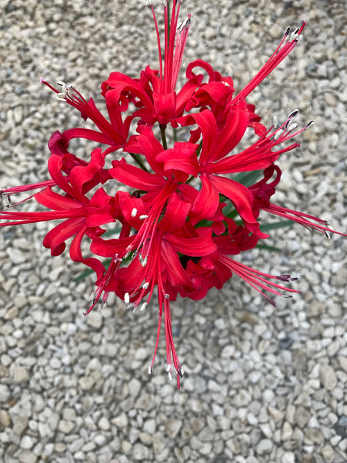 NERINE CDE 5X